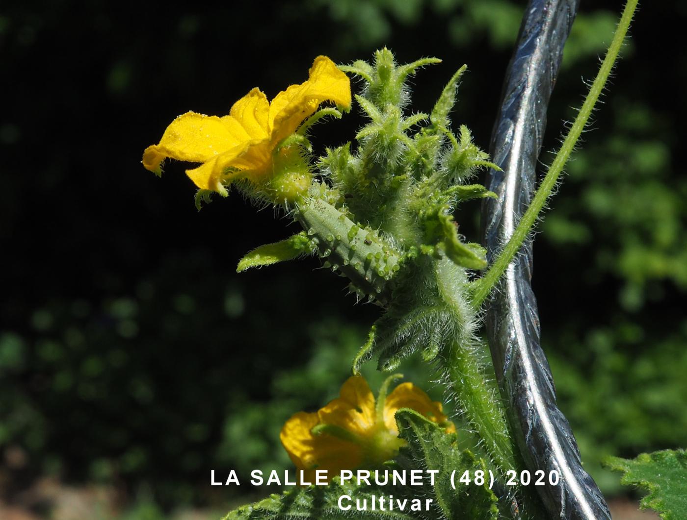 Cucumber flower